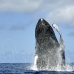 whale_humpback_h_00388_dom2435.jpg